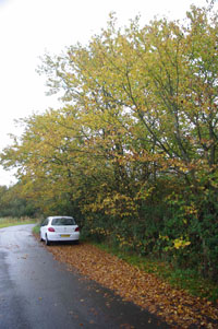 SS5799 elm at 2km level, egg found - Liz Goodyear