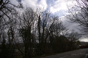 ST1492 roadside elm found at 10km level, 2 eggs found (High altitude guidelines apply - Liz Goodyear