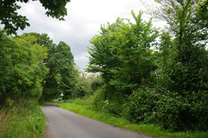 SU4019 roadside elm at 2km level - Liz Goodyear