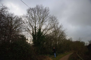 elm at 10km level, egg found - Liz Goodyear