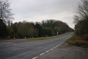 SU52 roadside elm viewed from A31 - Liz Goodyear