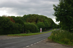 SU52 roadside elm viewed from A31 - Liz Goodyear