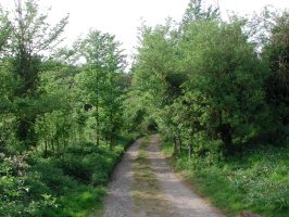 SU6554 flowering field edge/roadsid elm - Andrew Middleton