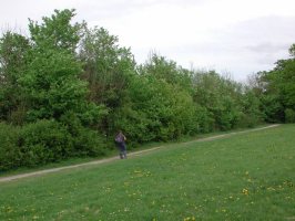 SU6554 non-flowering hedge elm - Andrew Middleton