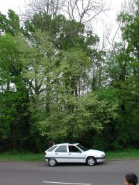 SU6554 flowering roadside elm - Andrew Middleton