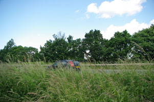 SU90 roadside elm at 10km level - Liz Goodyear