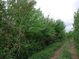 SU9273 non-flowering hedge elm - Andrew Middleton