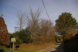 SU9917 small cluster of elm at 2km level near Coates church - Liz Goodyear