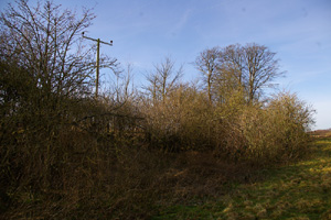 SU9917 small cluster of elm at 2km level near Coates church - Liz Goodyear