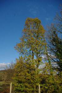 SX1063 elm at 2km level - Liz Goodyear