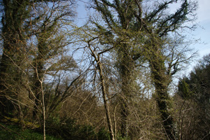 SX77 elm at 10km level- Liz Goodyear