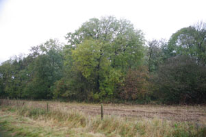 TF1061 elm in understorey at 1km level - Liz Goodyear