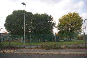 TF1700 - 3 planted elms in Peterborough outside prison at 1km level - Liz Goodyear