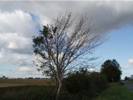 TF1889 - roadside elm at 10km level, eggshell from 2006 found  - Martin Greenland