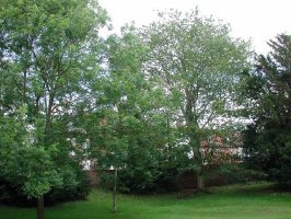 TF32 - single isolated tree in a Holbeach park, no adults seen and subsequently felled - Andrew Middleton