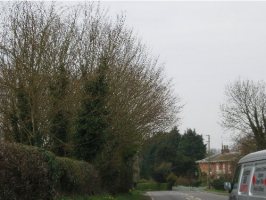 TF3964 roadside elm at 2km level - Martin Greenland