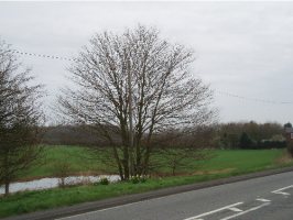 TF3964 roadside elm at 2km level - Martin Greenland