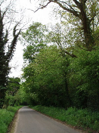 TF7818 - medium wych elm plentiful along road bordering West Acre gardens, hatched egg-shell found - Martin Greenland