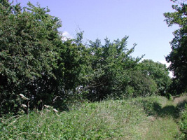 TF8433 at 2km level - medium tree in tall hedgerow along bridleway  - Andrew Middleton