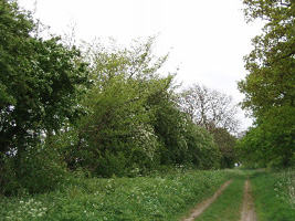 TF8433 at 2km level - medium tree in tall hedgerow along bridleway  - Martin  Greenland