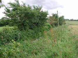 TF9427 at 2km level - some nice hedgerow row along byway - Andrew Middleton