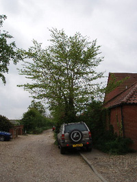 TF9527, couple of trees plus tall hedgerow elms at 2km level - Martin Greenland