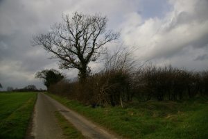 TG0817 - hedgerow elm near Easthaugh - Liz Goodyear