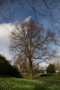 TG2208 Large elm in Chapelfields Gdns - Liz Goodyear