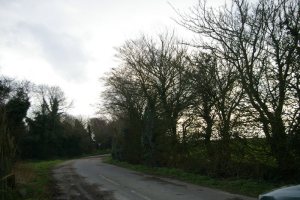 TG2532 Antingham example of roadside elm - Liz Goodyear