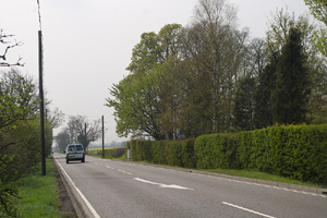 TL0024 Garden edge elm found in hedgeline in adjacent 1km square - Liz Goodyear