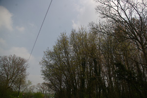 TL0124 elm found on wood edge at road junction just in target 1km square! - Liz Goodyear