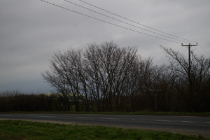 TL5382, roadside elm - Liz Goodyear