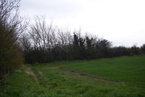 TL5488, field edge elm at 2km level - Liz Goodyear