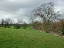 TL6617 just outside target 1km elm in hedgerow - Andrew Middleton