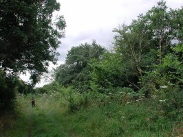 TL6991 hedgerow/green lane elm  - Andrew Middleton