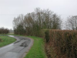 TL7018 roadside elm midst cut hedges - Andrew Middleton