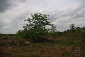 TL7488 elm midst felled conifer plantation  - Liz  Goodyear