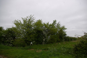 TM2586 roadside/hedgerow elm - Liz Goodyear