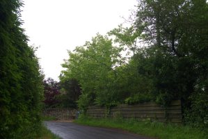 TM2661 roadside/hedgerow elm - Liz Goodyear