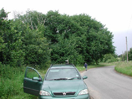 TM4987 roadside elm - Andrew Middleton