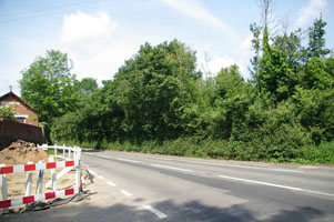 TQ1448 roadside elm at 2km level - Liz Goodyear