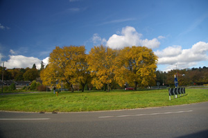 TQ1647 6 trees on a roundabout at 10km level - Liz Goodyear