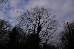 TQ22 roadside elm at 10km level - Liz Goodyear