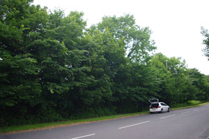 TQ22 roadside elm at 10km level - Liz Goodyear