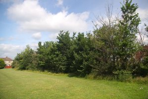 TQ3698 remnant hedgerow elm in playing fields at 1km level - Liz Goodyear