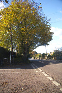 TQ4651 roadside elms in Brasted at 10km level - Liz Goodyear