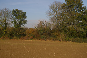 TQ4852  typical elm at 2km level - Liz Goodyear