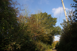 TQ4852 typical elm at 2km level - Liz Goodyear