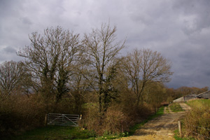 TQ62 small quantity of elm found at 10km level - Liz Goodyear