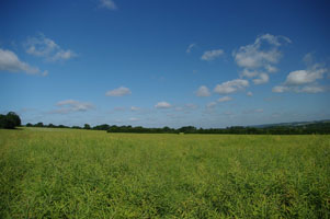 TQ85 general view of 1km landscape - Liz Goodyear